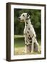 Dalmatian Sitting-null-Framed Photographic Print