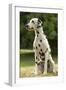 Dalmatian Sitting-null-Framed Photographic Print