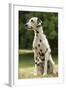 Dalmatian Sitting-null-Framed Photographic Print