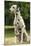 Dalmatian Sitting-null-Mounted Photographic Print