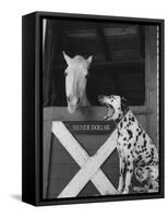 Dalmatian Stable Dog at Mystery Stables-null-Framed Stretched Canvas