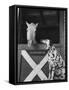 Dalmatian Stable Dog at Mystery Stables-null-Framed Stretched Canvas