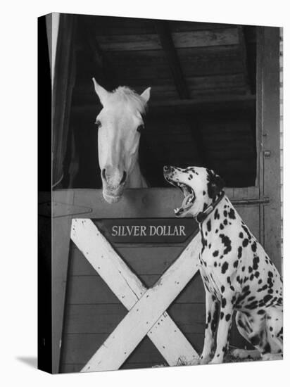 Dalmatian Stable Dog at Mystery Stables-null-Stretched Canvas