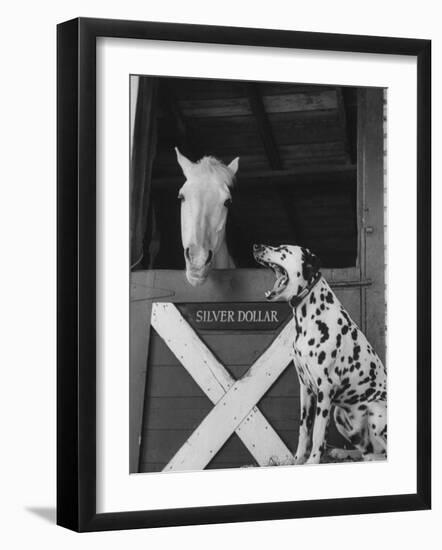 Dalmatian Stable Dog at Mystery Stables-null-Framed Photographic Print