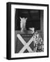 Dalmatian Stable Dog at Mystery Stables-null-Framed Photographic Print