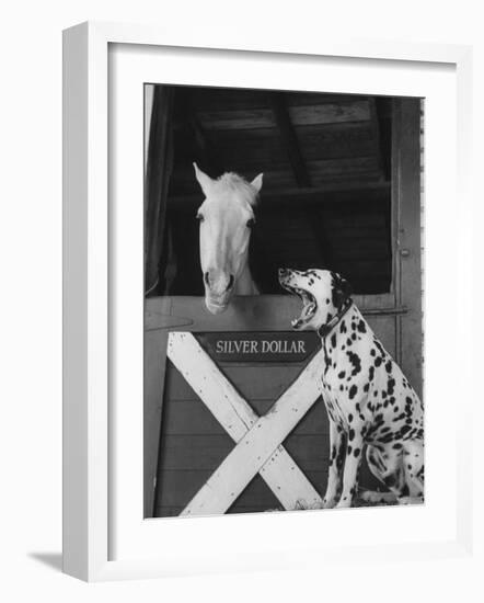 Dalmatian Stable Dog at Mystery Stables-null-Framed Photographic Print