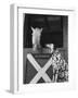 Dalmatian Stable Dog at Mystery Stables-null-Framed Photographic Print