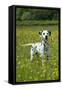 Dalmatian Standing in Buttercup Field-null-Framed Stretched Canvas
