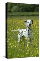 Dalmatian Standing in Buttercup Field-null-Stretched Canvas