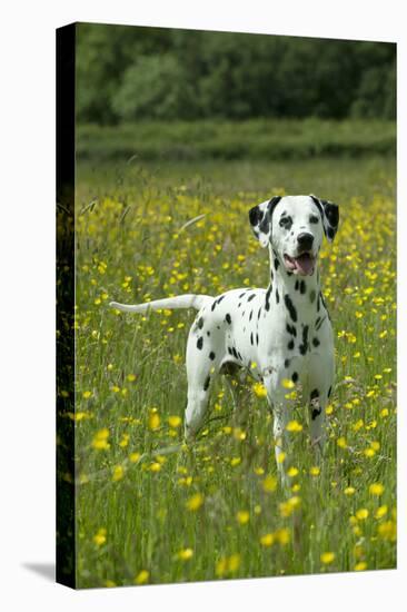 Dalmatian Standing in Buttercup Field-null-Stretched Canvas