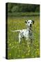 Dalmatian Standing in Buttercup Field-null-Stretched Canvas