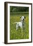 Dalmatian Standing in Buttercup Field-null-Framed Photographic Print