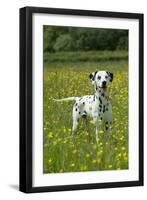 Dalmatian Standing in Buttercup Field-null-Framed Photographic Print