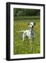 Dalmatian Standing in Buttercup Field-null-Framed Photographic Print