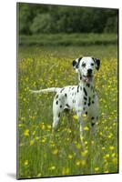 Dalmatian Standing in Buttercup Field-null-Mounted Photographic Print