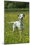 Dalmatian Standing in Buttercup Field-null-Mounted Photographic Print