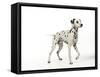 Dalmatian Standing-null-Framed Stretched Canvas
