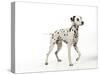 Dalmatian Standing-null-Stretched Canvas