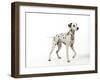 Dalmatian Standing-null-Framed Photographic Print