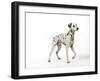 Dalmatian Standing-null-Framed Photographic Print