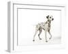 Dalmatian Standing-null-Framed Photographic Print