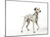 Dalmatian Standing-null-Mounted Photographic Print