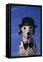 Dalmatian Wearing Bowler Hat and Bow Tie-DLILLC-Framed Stretched Canvas