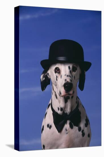 Dalmatian Wearing Bowler Hat and Bow Tie-DLILLC-Stretched Canvas