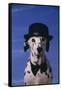 Dalmatian Wearing Bowler Hat and Bow Tie-DLILLC-Framed Stretched Canvas