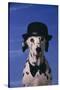 Dalmatian Wearing Bowler Hat and Bow Tie-DLILLC-Stretched Canvas