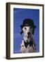 Dalmatian Wearing Bowler Hat and Bow Tie-DLILLC-Framed Photographic Print