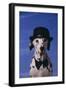 Dalmatian Wearing Bowler Hat and Bow Tie-DLILLC-Framed Photographic Print