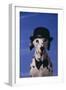 Dalmatian Wearing Bowler Hat and Bow Tie-DLILLC-Framed Photographic Print