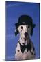Dalmatian Wearing Bowler Hat and Bow Tie-DLILLC-Mounted Photographic Print