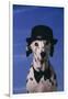 Dalmatian Wearing Bowler Hat and Bow Tie-DLILLC-Framed Photographic Print