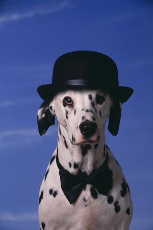 dalmatian bow tie