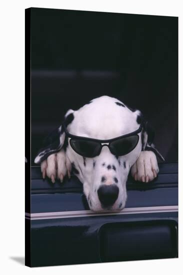 Dalmatian Wearing Sunglasses-DLILLC-Stretched Canvas