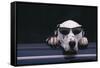 Dalmatian Wearing Sunglasses-DLILLC-Framed Stretched Canvas