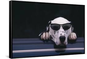 Dalmatian Wearing Sunglasses-DLILLC-Framed Stretched Canvas