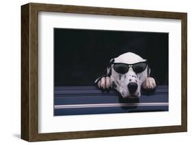 Dalmatian Wearing Sunglasses-DLILLC-Framed Photographic Print