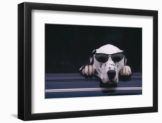 Dalmatian Wearing Sunglasses-DLILLC-Framed Photographic Print