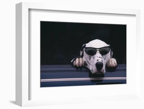 Dalmatian Wearing Sunglasses-DLILLC-Framed Photographic Print