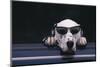 Dalmatian Wearing Sunglasses-DLILLC-Mounted Photographic Print