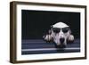 Dalmatian Wearing Sunglasses-DLILLC-Framed Photographic Print