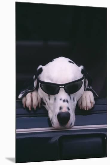 Dalmatian Wearing Sunglasses-DLILLC-Mounted Photographic Print