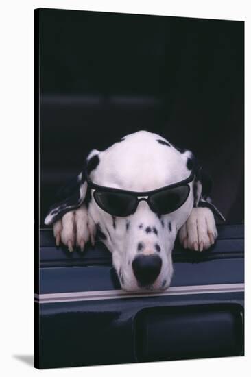 Dalmatian Wearing Sunglasses-DLILLC-Stretched Canvas