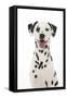 Dalmatian with its Tongue Out (Head Shot)-null-Framed Stretched Canvas