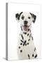 Dalmatian with its Tongue Out (Head Shot)-null-Stretched Canvas