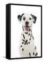 Dalmatian with its Tongue Out (Head Shot)-null-Framed Stretched Canvas