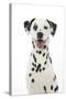 Dalmatian with its Tongue Out (Head Shot)-null-Stretched Canvas